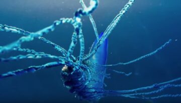 Portuguese-Man-o-war-tentacles-blue-planet