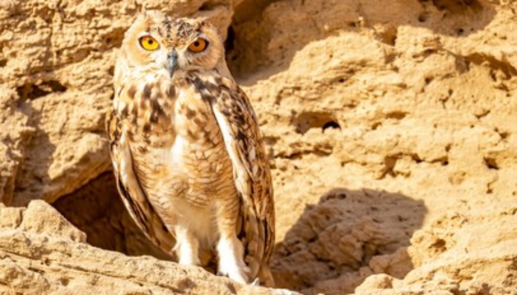 eagle-owl-uae-desert-on-260nw-1757873222